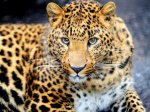 Ростовчанам расскажут про амурского тигра и дальневосточного леопарда