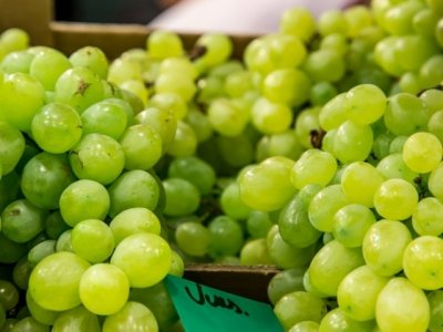 В Ростовской области из-за средиземноморской мухи уничтожили две тонны винограда