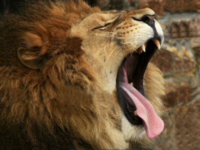 В ростовском зоопарке лев напал на дразнившего его мужчину