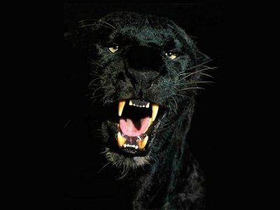 Застрелили ягуара в мини-зоопарке в Таганроге, зверь разодрал лицо уборщице