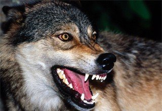 Застрелен бешеный волк в Ростовской области