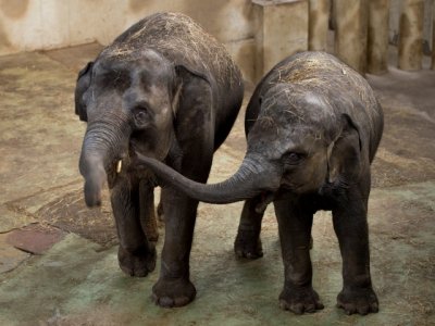 Слонов в Ростовском зоопарке перевели в крытый вольер