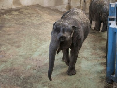 В ростовском зоопарке празднуют день рождения слонихи Ситары