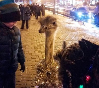 Страус в новогодней мишуре в центре Ростова всех удивил