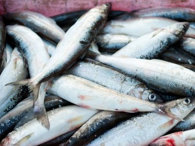 29 кг свежемороженой рыбы не пропустили в Украину