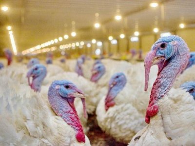 На двух площадках «Евродона» уничтожили поголовье птиц с подозрением на птичий грипп