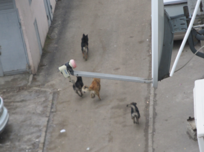 Стаи бездомных собак держат в страхе жителей одного из районов Ростова