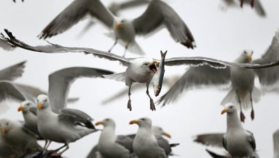 В США уничтожили 70 тысяч птиц ради обеспечения безопасности полетов