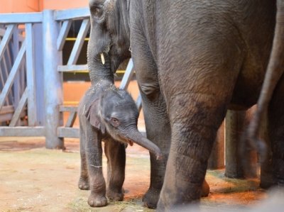 Слоненок весом 130 кг появился на свет в Ростовском зоопарке