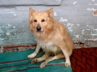 Ростовские волонтеры не знают, куда деть деньги для сбитой собаки