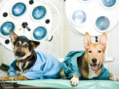 В Ростове открылась государственная ветеринарная аптека