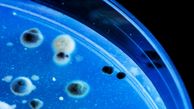Создан препарат, заставляющий опасные бактерии разрушать собственную ДНК