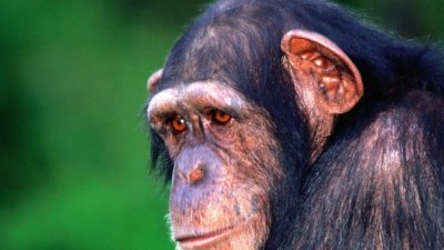 Болезнь Альцгеймера обнаружили у шимпанзе