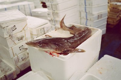 Выявлены нарушения в сфере хранения и реализации продукции животного происхождения (рыбы и рыбной продукции)