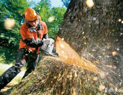 Ответственность за незаконную рубку деревьев