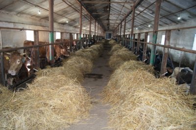 В Белокалитвинском районе посторили молочную ферму