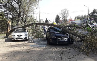 В донской столице из-за сильного ветра дерево упало на машину