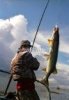 Пресноводные рыбы: Насадки для ловли линя