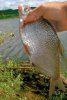 Пресноводные рыбы: Питание густеры