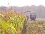 В Ростовской области урожай кукурузы собран с 84,6% посевных площадей