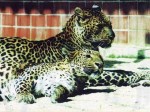 В немецком зоопарке леопарды загрызли уборщицу