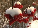 В начале декабря на востоке Ростовской области столбики термометров опустятся до 10 градусов мороза