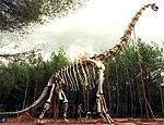 В Испании найден скелет гигантского динозавра