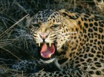 Пограничники оберегают дальневосточных леопардов