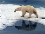 США: белым медведям грозит вымирание