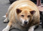 В США созданы таблетки похудания для собак