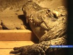 В Ростове-на-Дону из зоопарка украли крокодила