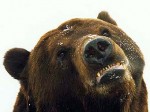 В Московском зоопарке уснули медведи