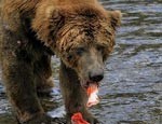 Медведи в московском зоопарке наконец-то впали в спячку