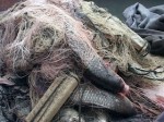 Сотрудники рыбнадзора в Таганрогском заливе обнаружили сотни метров браконьерских сетей