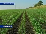 Минсельхоз Ростовской области: теплая погода не повлияет на урожай озимых