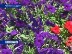 В Ростове-на-Дону высадили миллион цветов