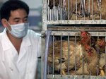 В Японии подтверждена новая вспышка "птичьего гриппа"