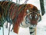 В Приморье амурский тигр напал на лесничего