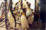 Из-за птичьего гриппа в Японии отменили парады пингвинов