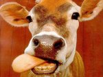 В Ставропольском крае похитили 31 корову