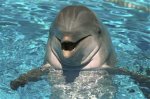 ВМС США будут использовать дельфинов для борьбы с терроризмом