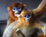 Американский зоопарк нанял для обезьян эксперта по фен-шуй
