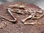 В Мексике нашли жившую 25 миллионов лет назад лягушку