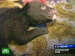 В Хабаровске появились медвежие ясли-сад