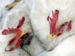 Областные власти нашли птичий грипп на московском рынке