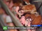 Очаг птичьего гриппа обнаружен в третьем районе Подмосковья