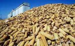 Бразилия готовится занять место США на рынке экспорта кукурузы и сои