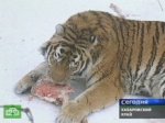 Ученые взялись за спасение тигров
