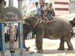 Жителям Бангладеш слон заменил бульдозер
