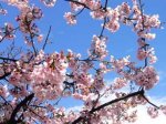 Японские метеорологи извинились за неправильный прогноз цветения сакуры